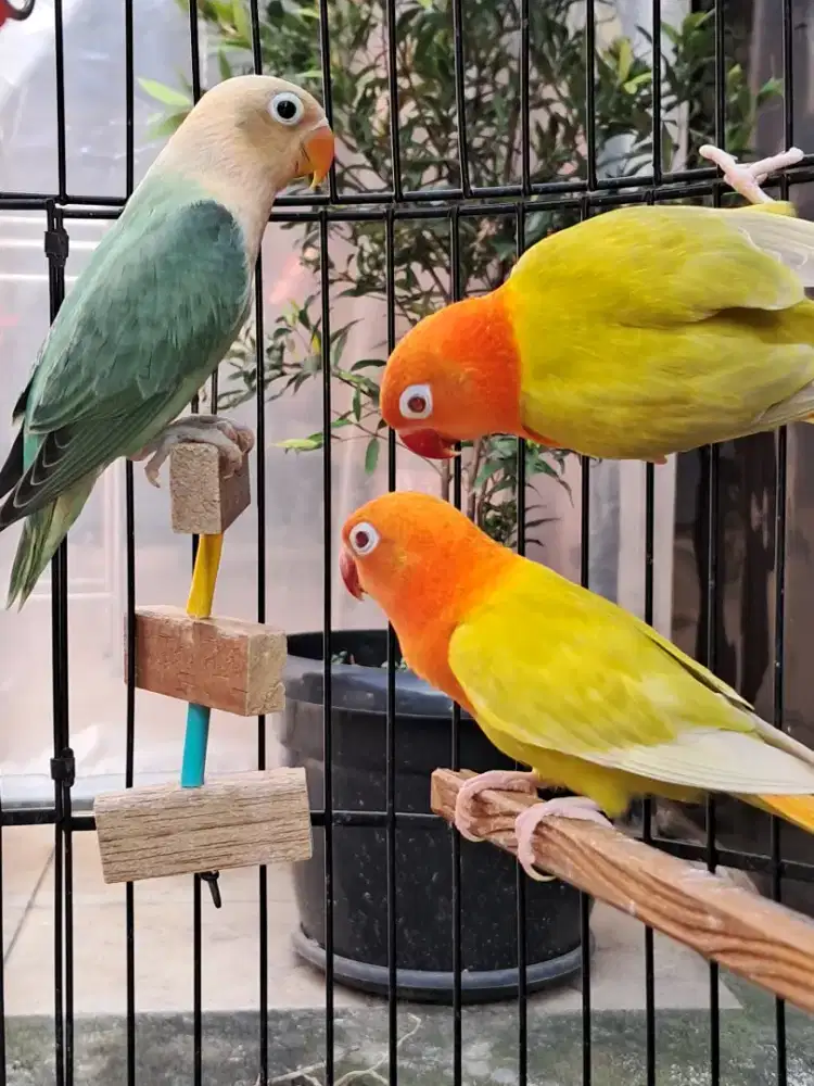 Lovebird Biola PF Green MM dan Biola Aqua Blue B2