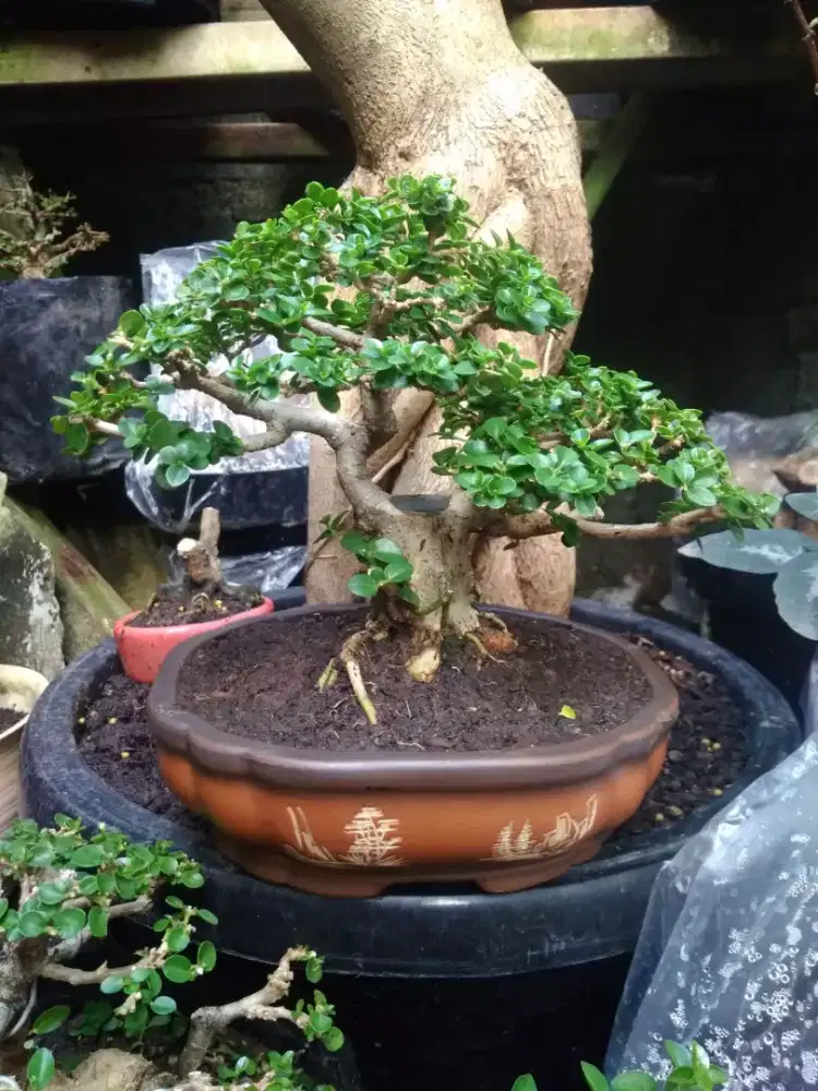 Bonsai Sancang Pot Keramik