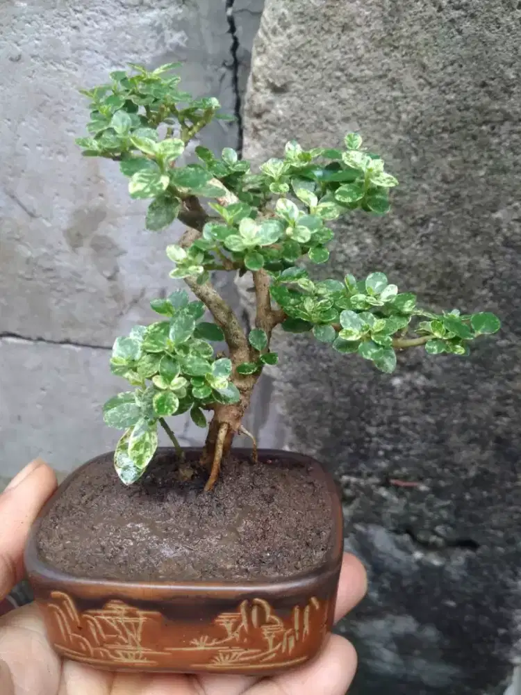 Bonsai Sancang Varigata Pot Keramik
