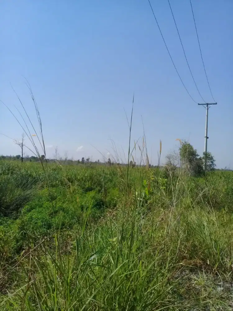 Dijual Cepat Tanah 2.46 Hektar Samping Komplek SHALLI MESSI Gambut