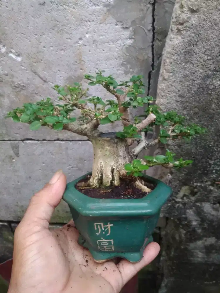 Bonsai Sancang Pot Keramik Hijau