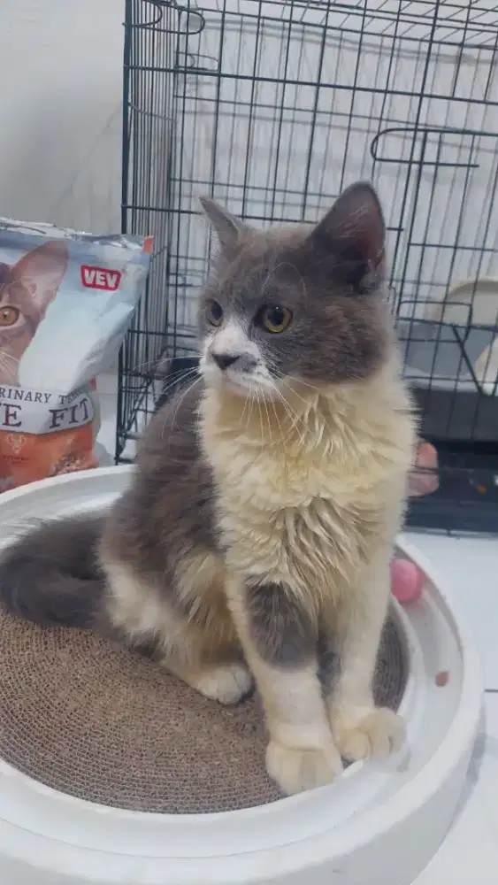 Kucing British short hair