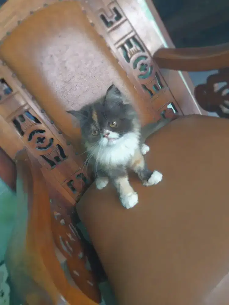 Kitten Persia betina