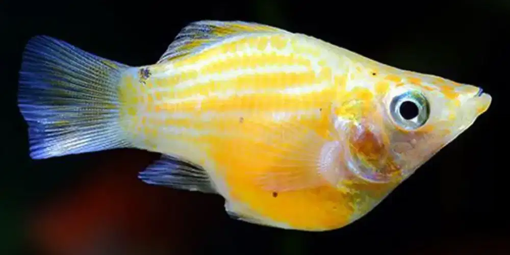 Ikan molly oren