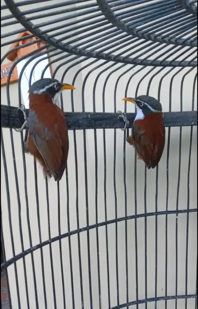 Burung cucak kopi
