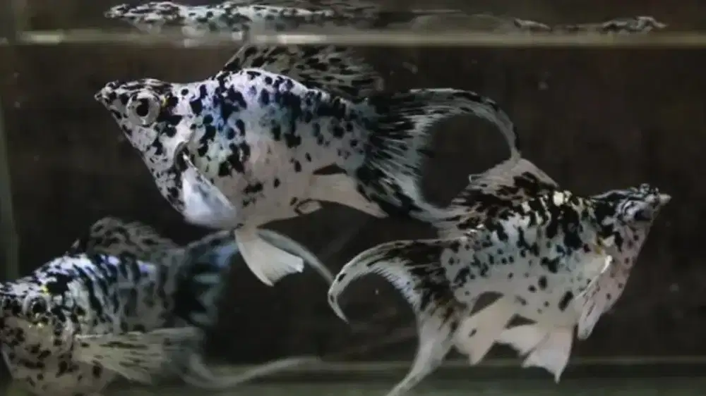 Ikan molly balon cawang