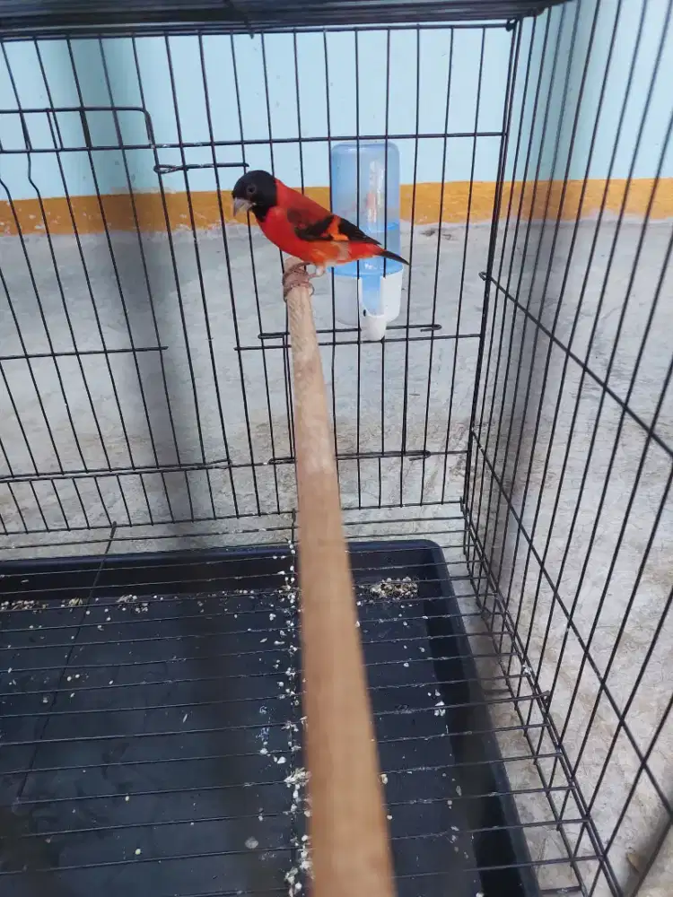 Burung RED SISKIN
