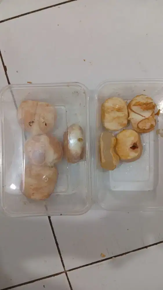 Kupas buah lontar (diutamakan wanita)