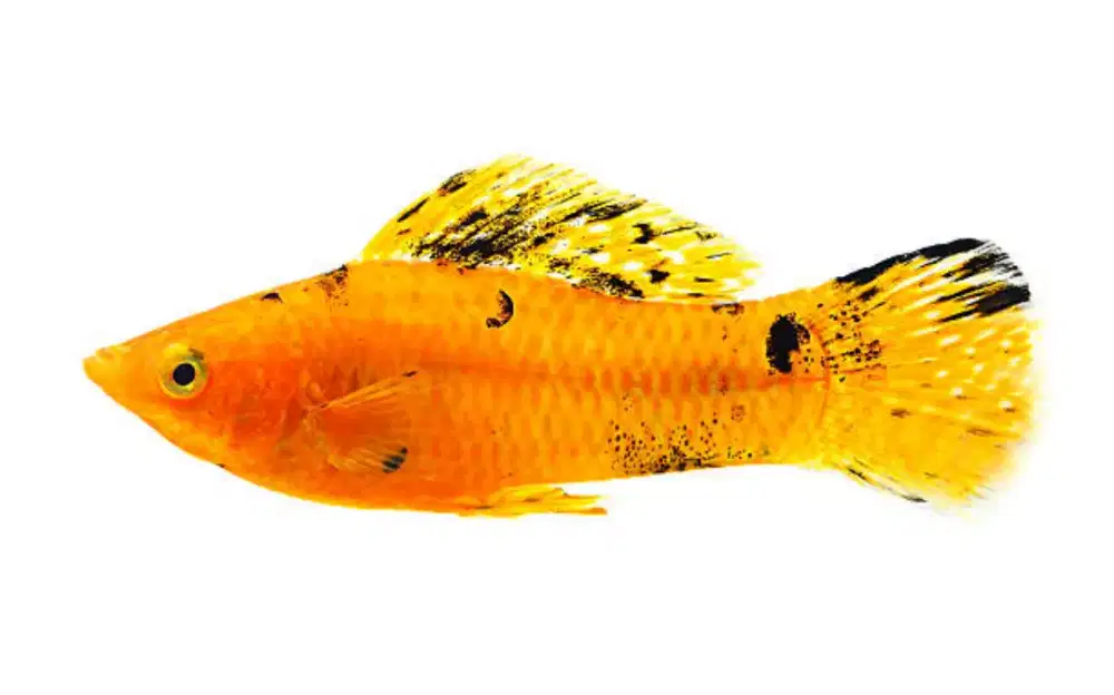Ikan molly oren hitam