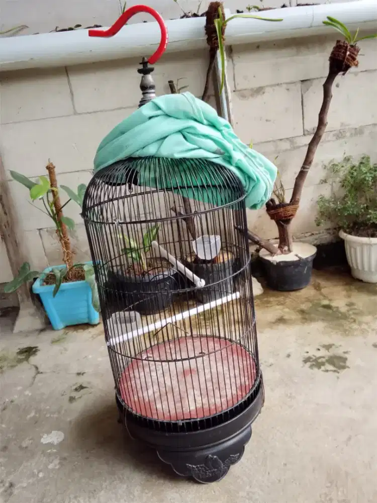 Kandang burung besi