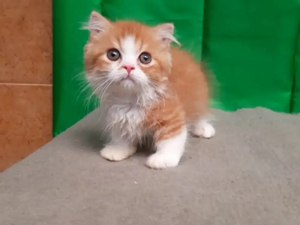 Kitten Munchkin gaelic