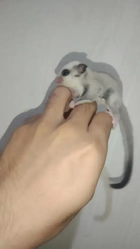 Joey sugar glider platinum