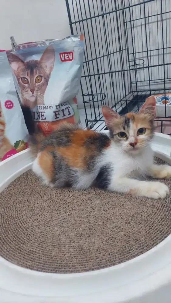 Anak kucing Persia betina