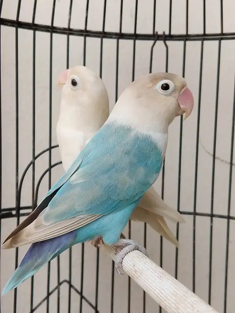 Burung lovebird sepasang udah pernah nelor