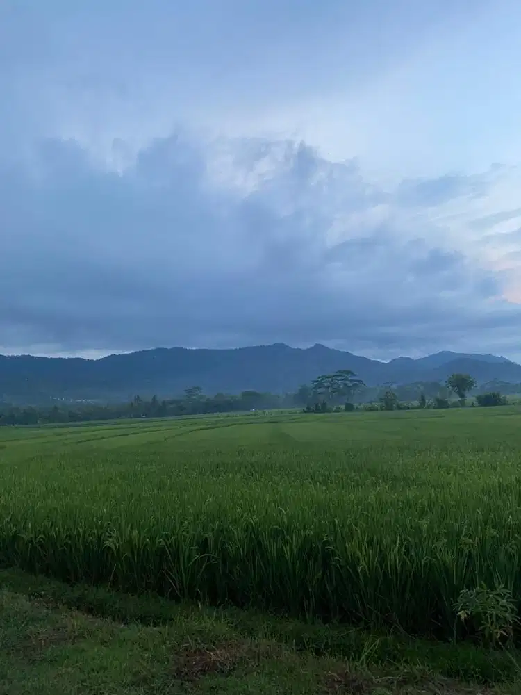 Di jual Sawah (SHM) pinggir jalan