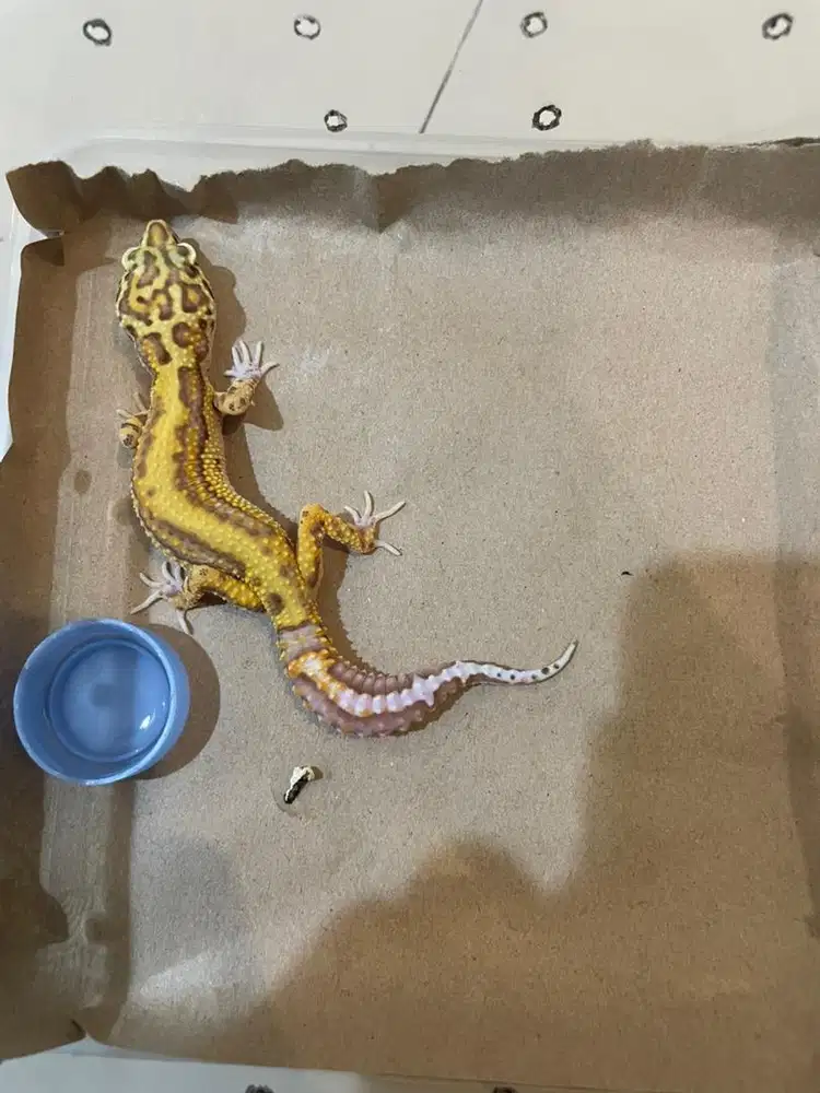 Gecko Jantan Dewasa
