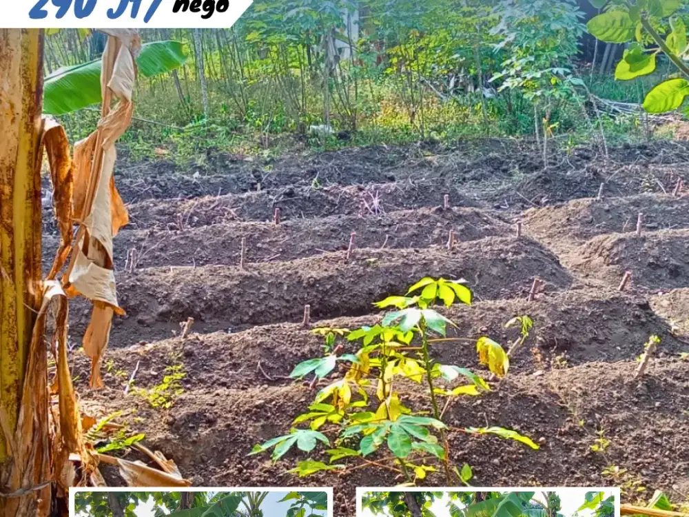 Dijual Tanah Pekarangan di Wagal, Tasikmadu, Kra Dekat Fasum