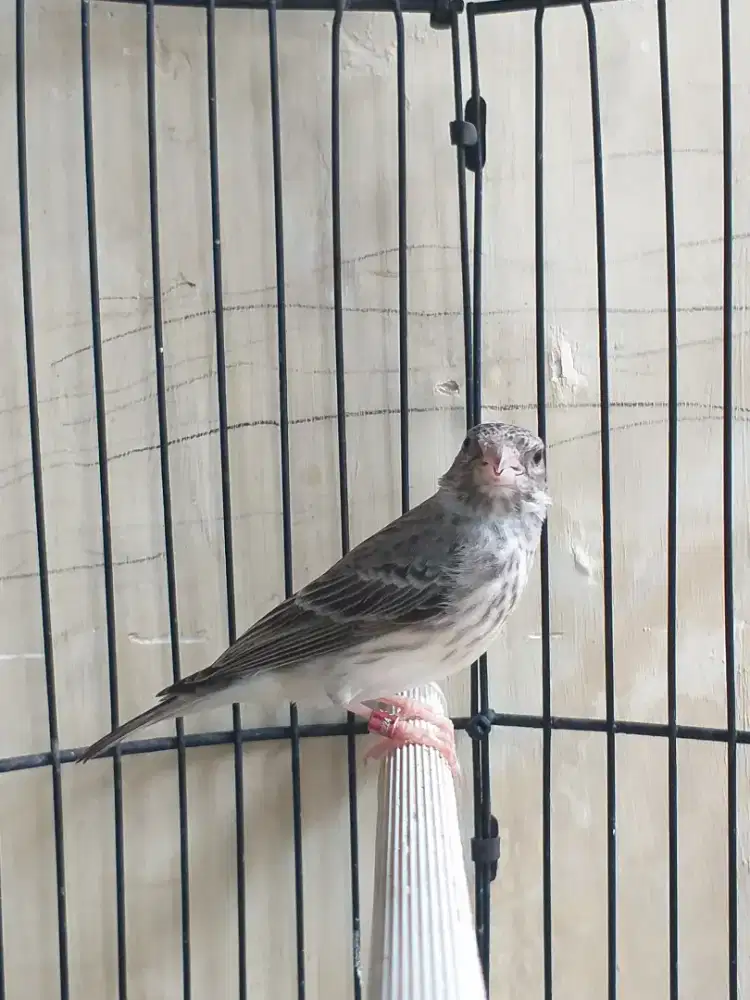 Sepasang Burung Sanger