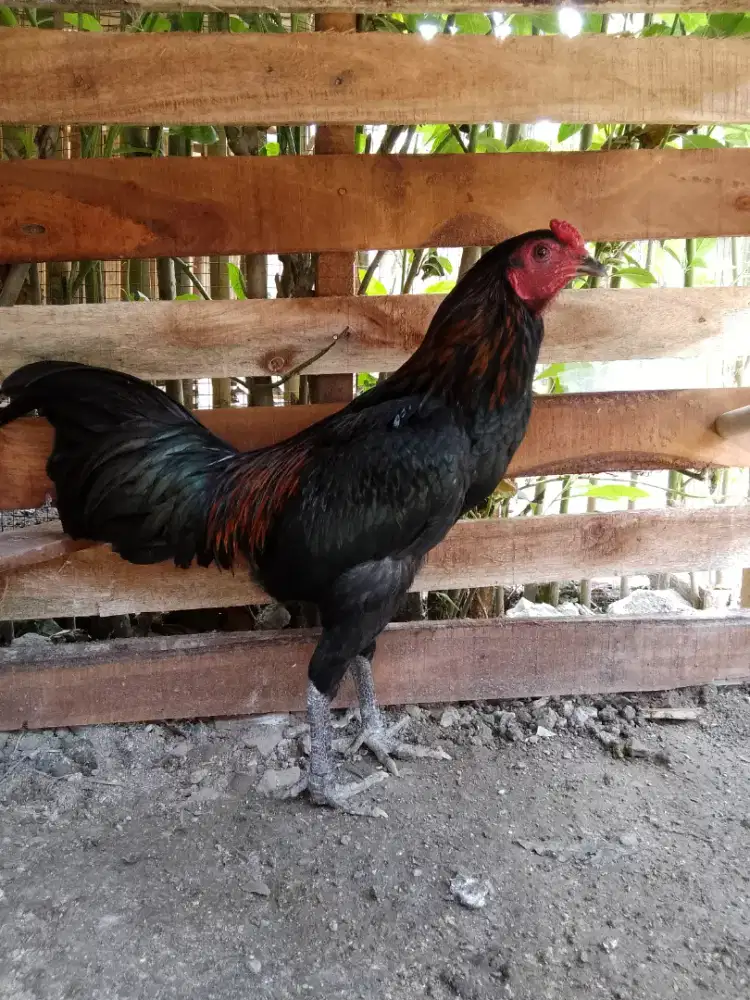 Ayam kampung jago