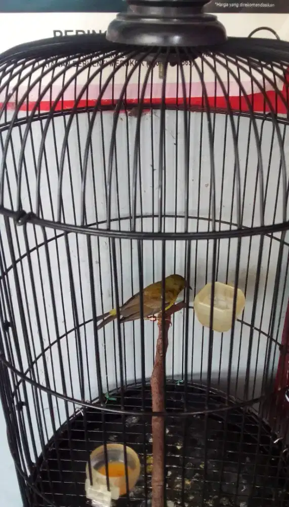 Korlap trotol bahan mulus
