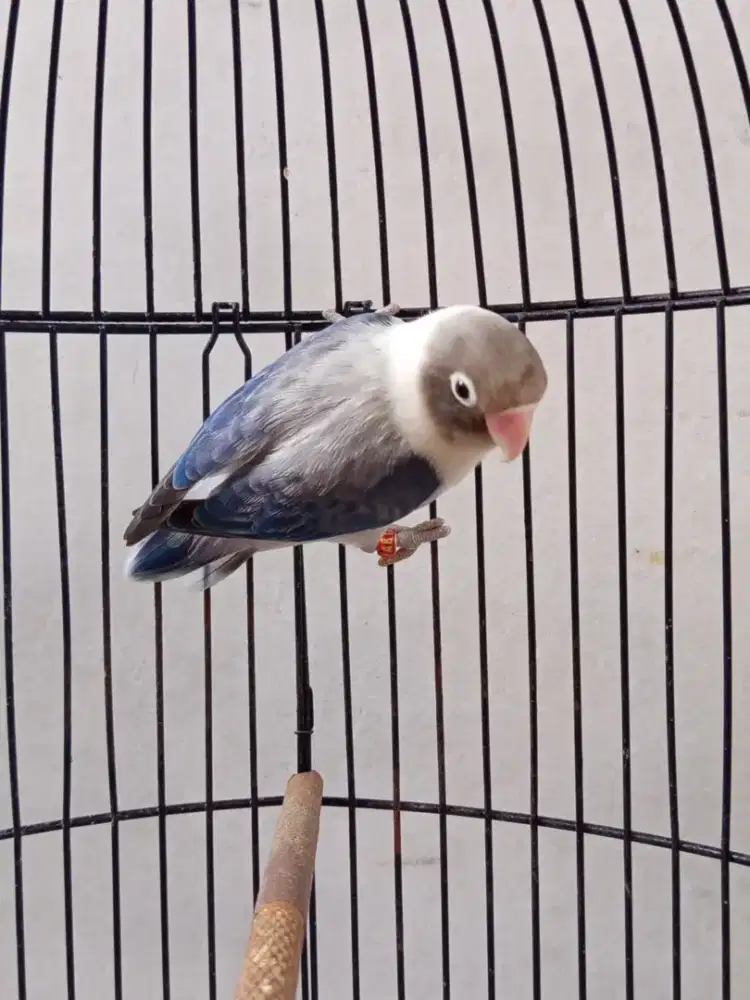Lovebird Biola Euwing Dark Vio