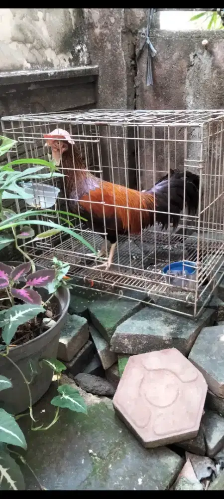 Ayam Bekisar merah gacoor