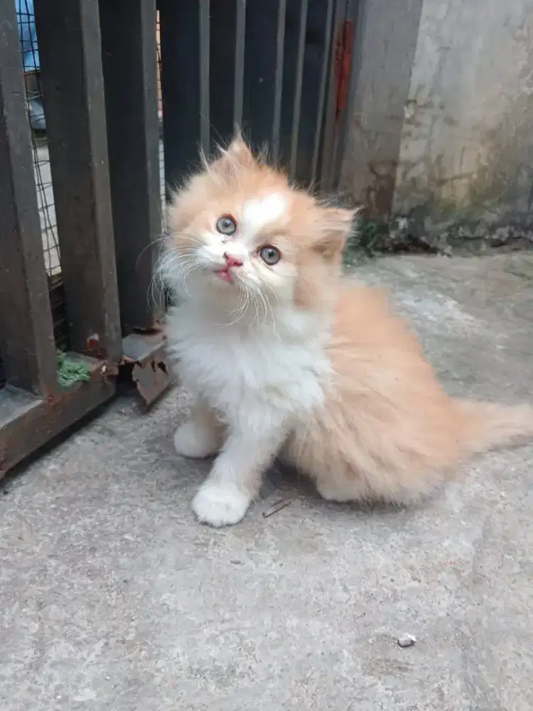 Kitten persia gembul