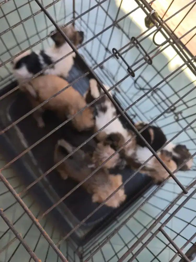 Anjing Sitzu Baru 1 bulan, belum vaksin, lucu
