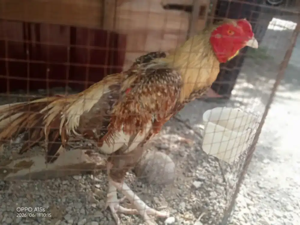 Ayam Bangkok x pama