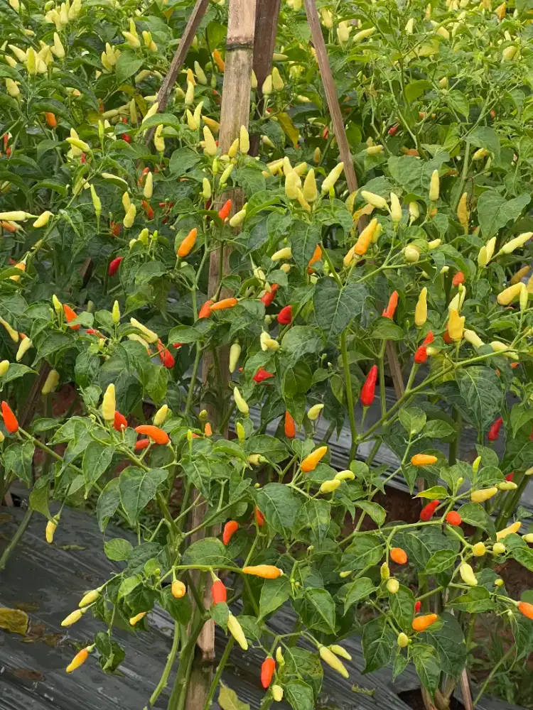 Lowongan Kerja Petani Kebun