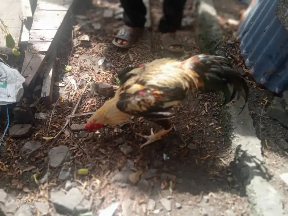 Ayam pama x bk clasik