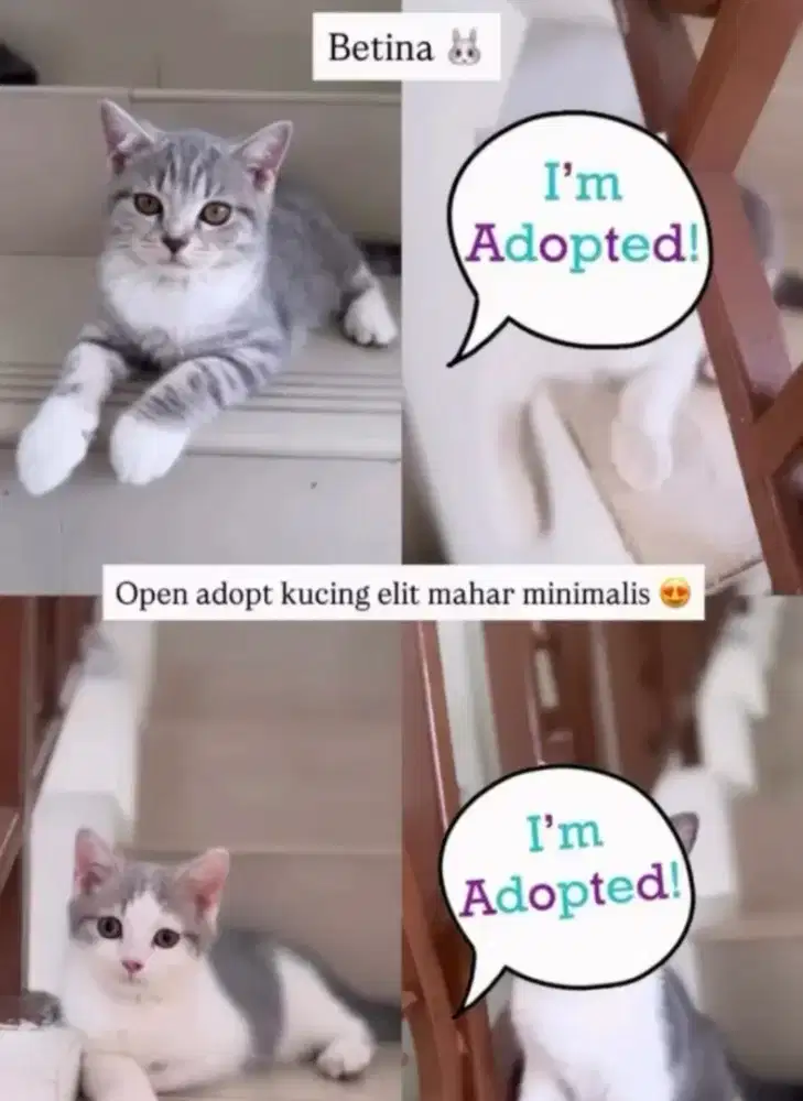 Kucing Bsh betina & jantan umur 4bln