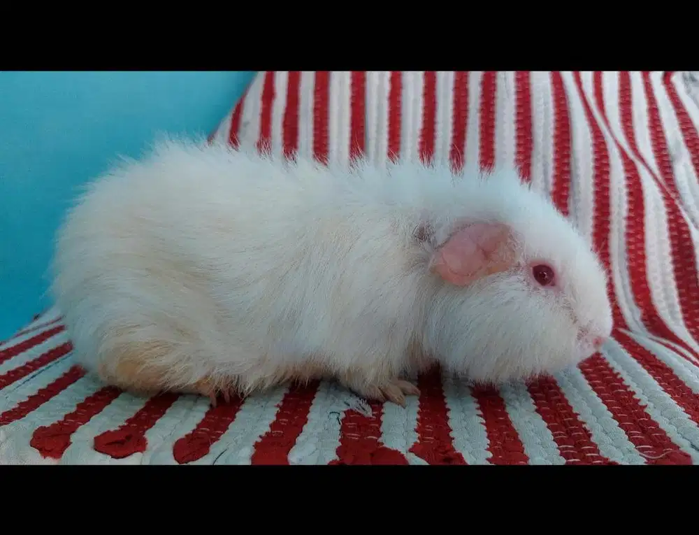 Marmut ( guineapig )