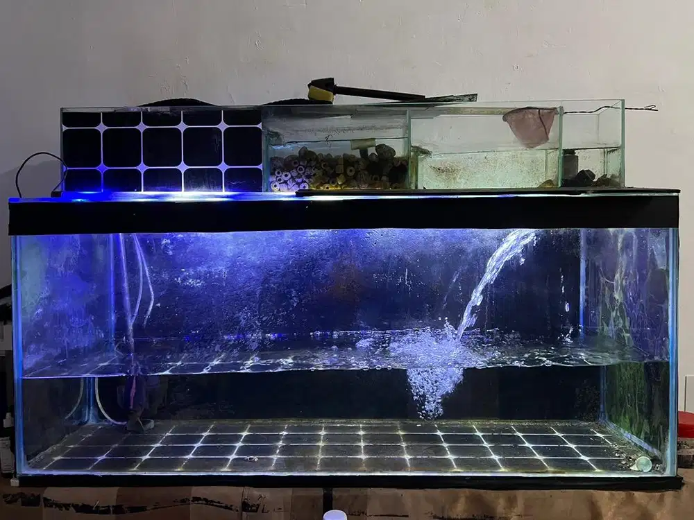 Ikan datz 25 cm dan aquarium 120cm 1 set