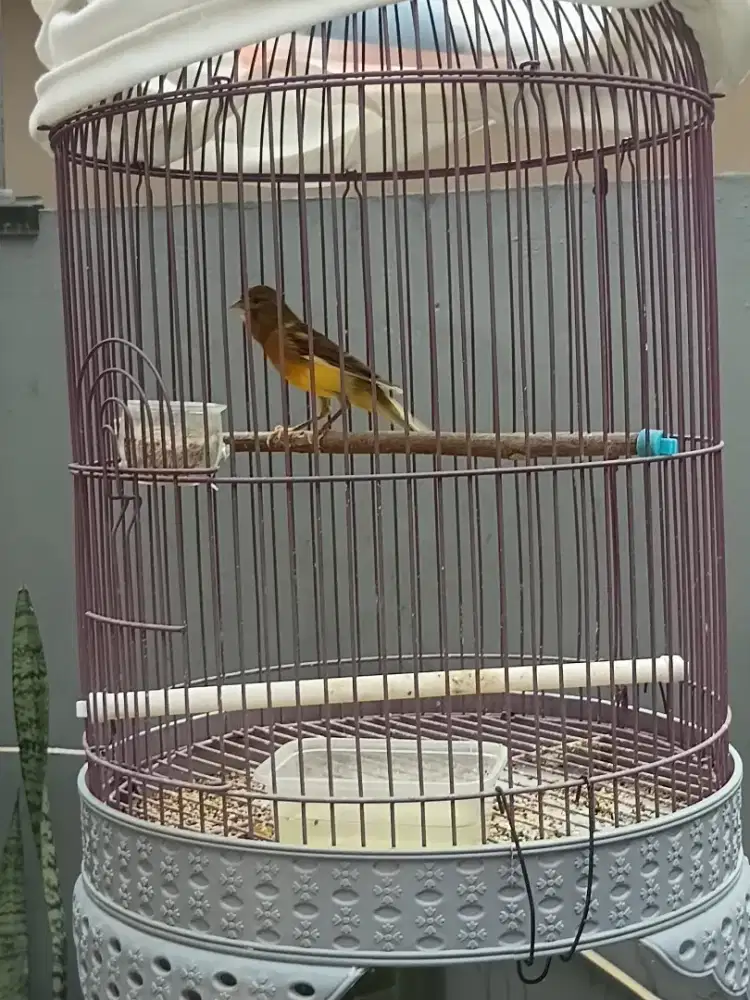 Burung kenari gacoran