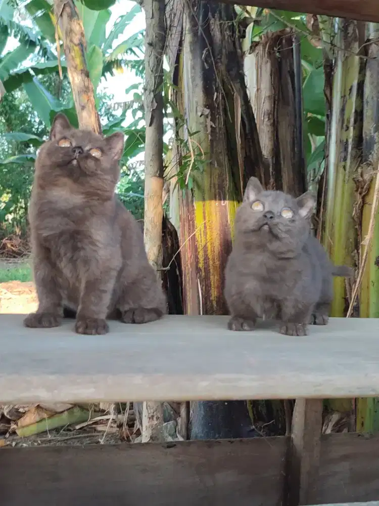 Sepasang kitten kucing munckhin bsh