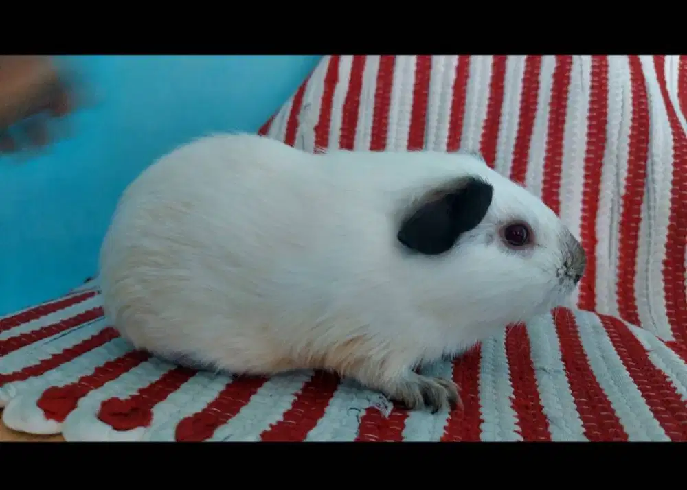 Marmut (guineapig )