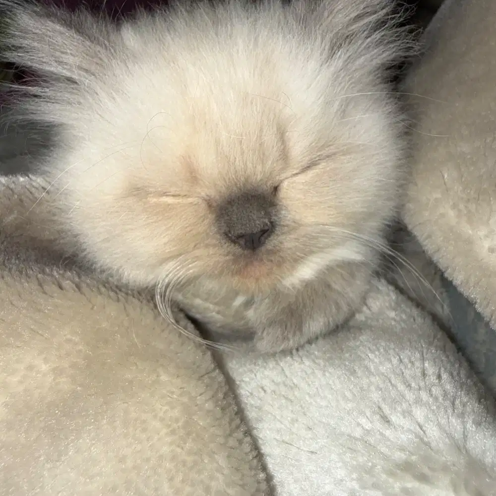 Photo terbaru anak kucing