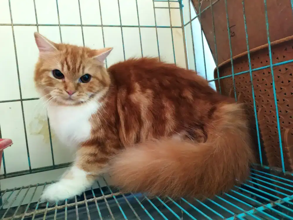 Kucing Persia Betina Bulu Orange Putih