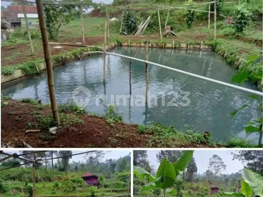 Dijual Tanah Murah Daerah Wisata Jl. Pasir Jambu Ciwidey Bandung
