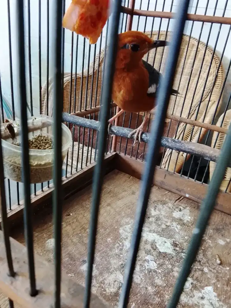 Jual burung anis merah