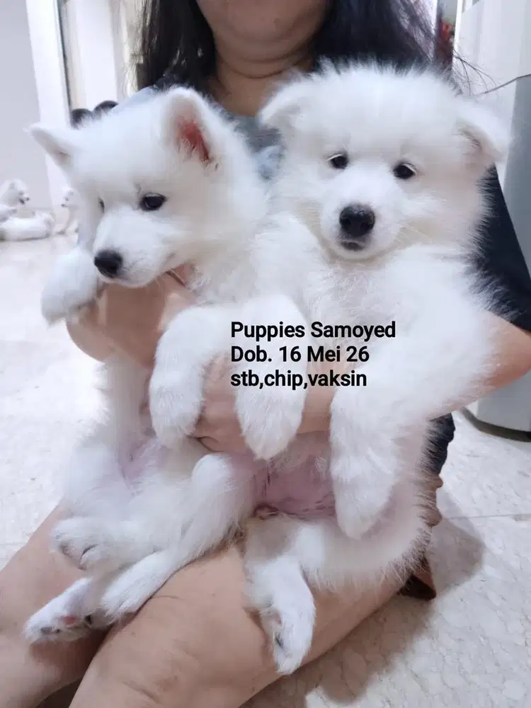 Jual puppies samoyed