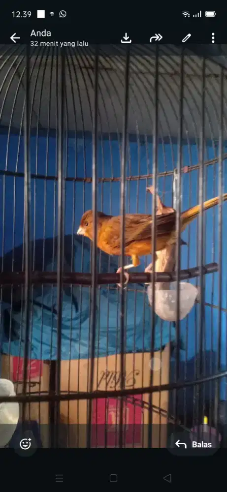 Burung kenari gacor pul set