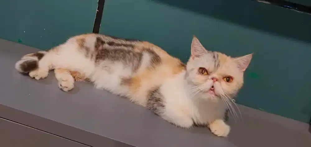 Kucing Munchkin exotic shorthair