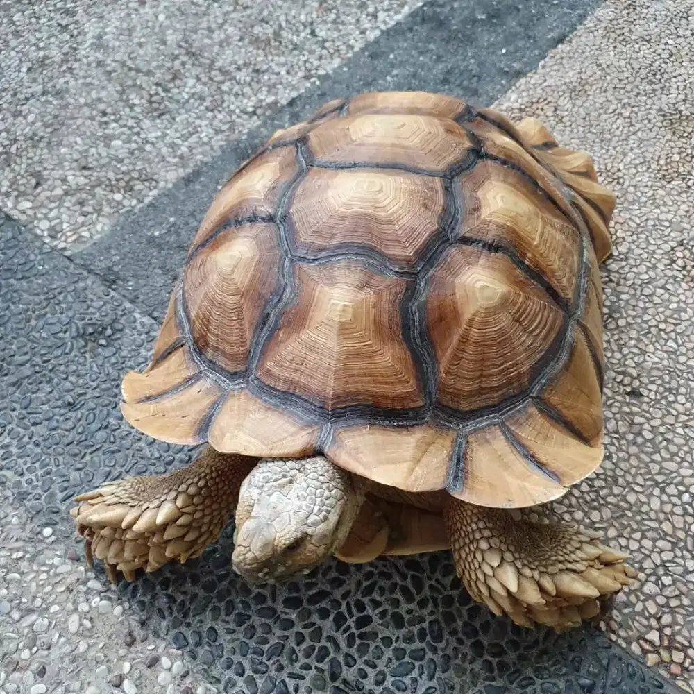Kura-kura Sulcata Betina