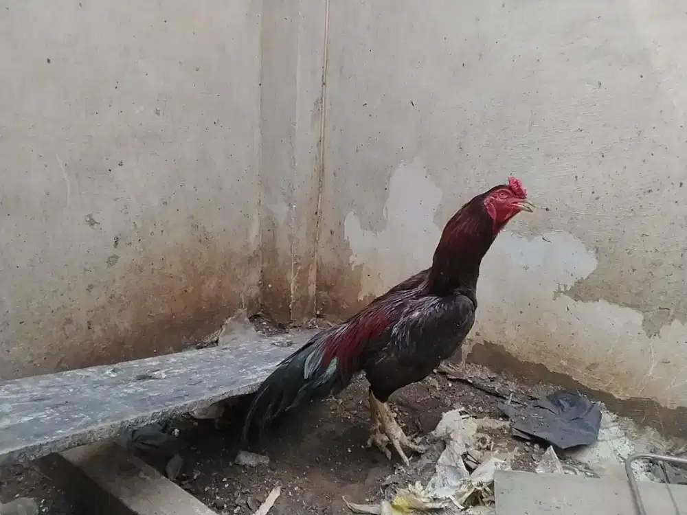 Ayam bangkok muda