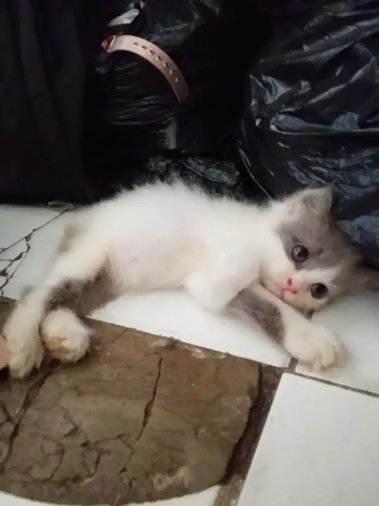 Kucing Persia umur 1 bulan