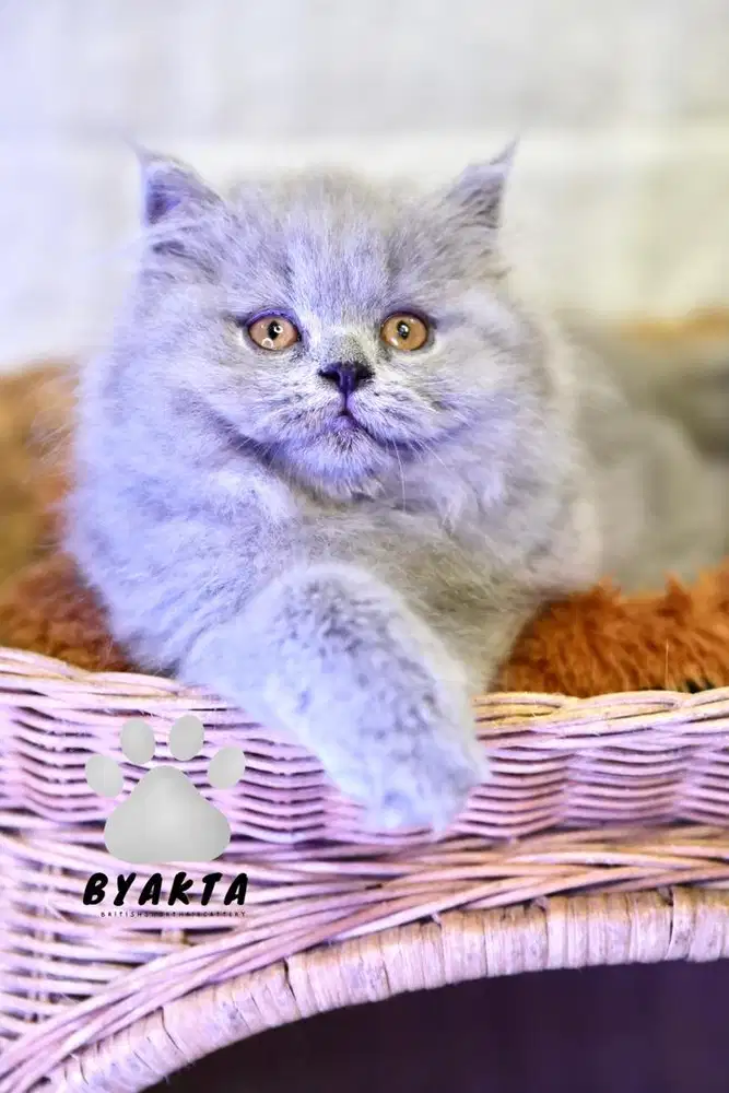 Kitten British Longhair, 2,5 bulan, Betina