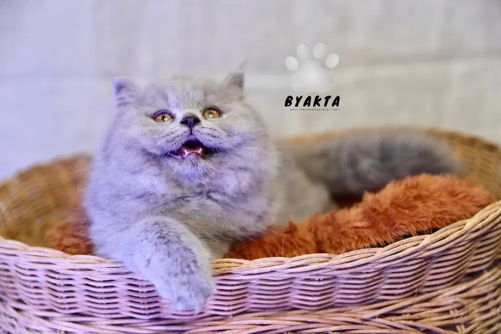 Kitten British Longhair, 2,5 bulan, Betina