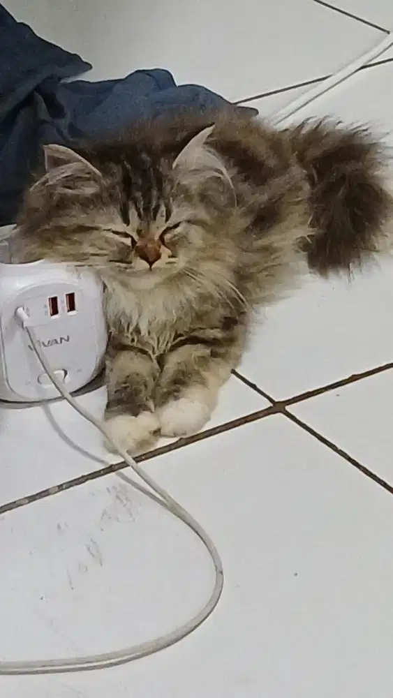 Kucing persia long hair